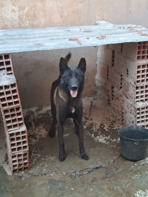 Malinois