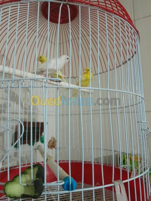 Canari