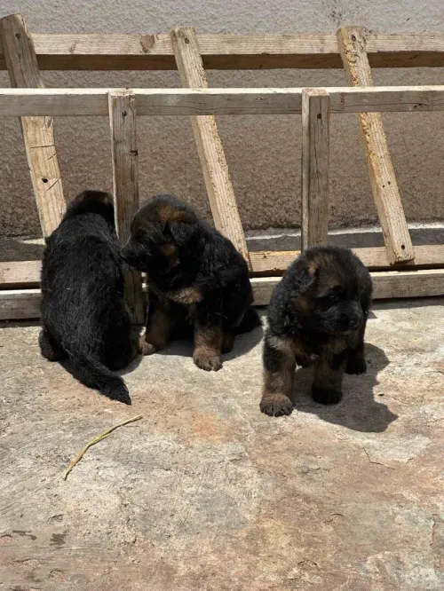 Ventes des chiens de race