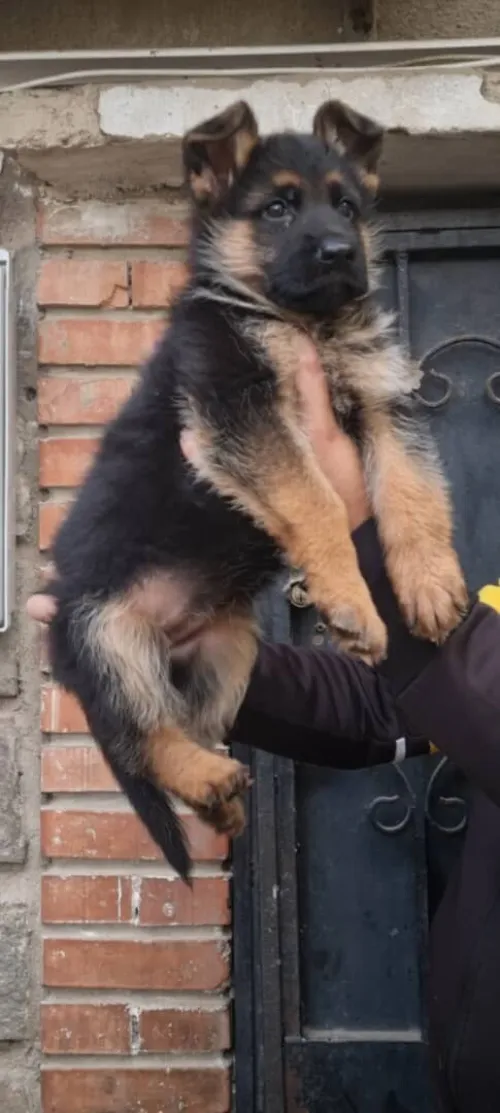Femelle berger Allemand
