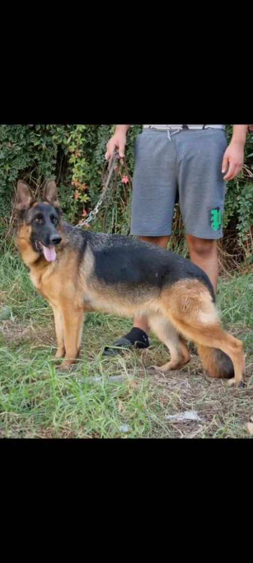 Femelle berger Allemand pedigree 