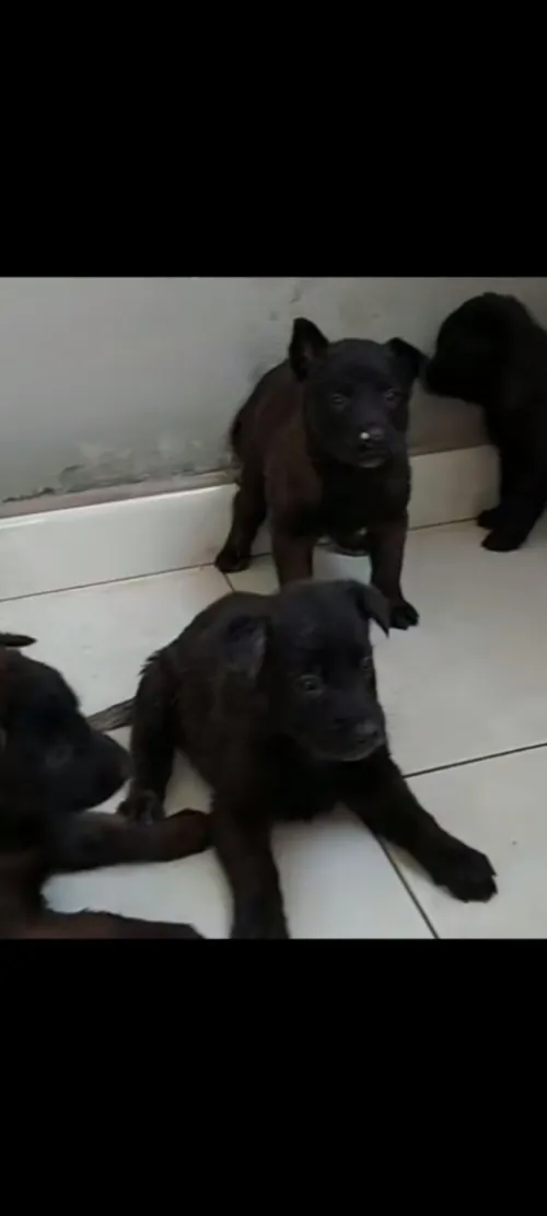 Chien malinois charboni