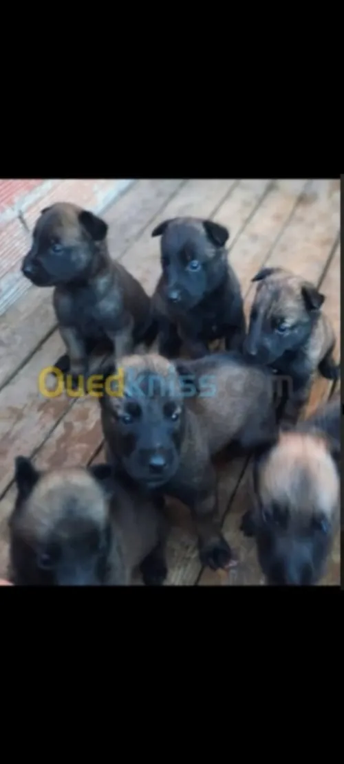 Chien malinois charboni