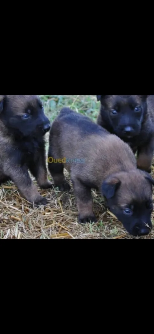 Chien malinois charboni
