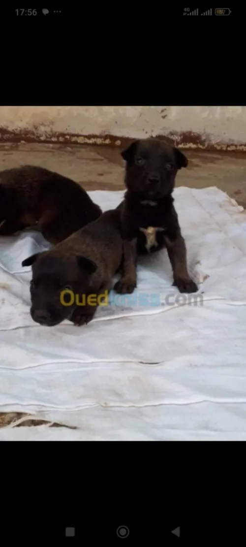 Chien malinois charboni