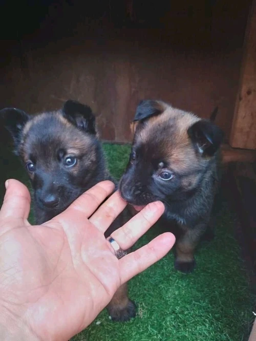 Chien malinois charboni
