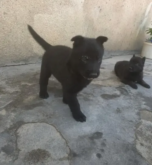 Chien malinois charboni