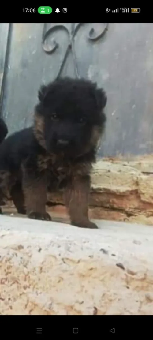 Chien berger allemond