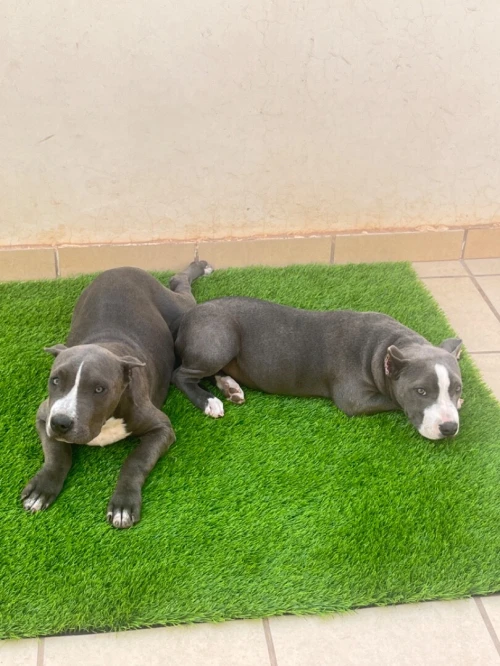 2 americaine bully