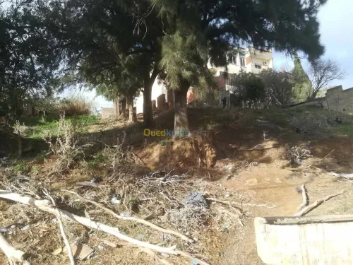 Vente Terrain Alger Bouzareah