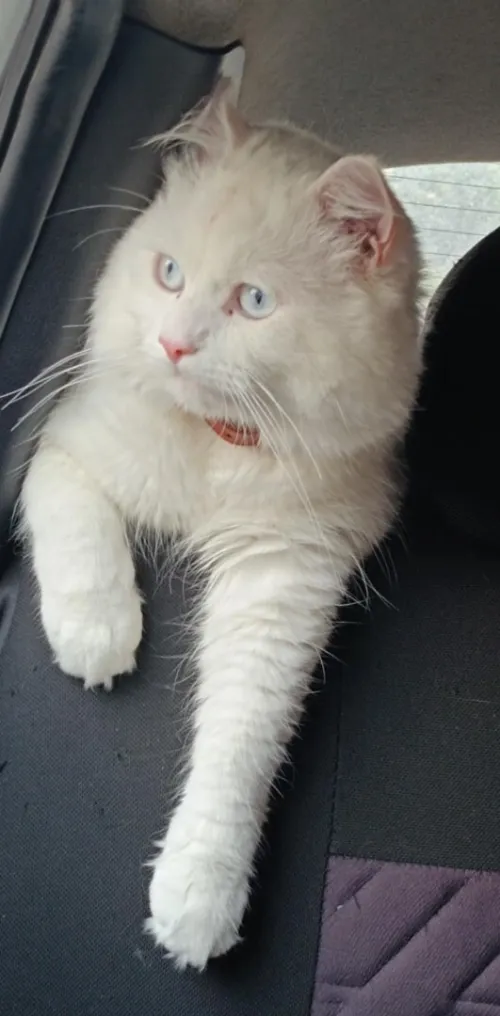 Chat Mal 18mois 