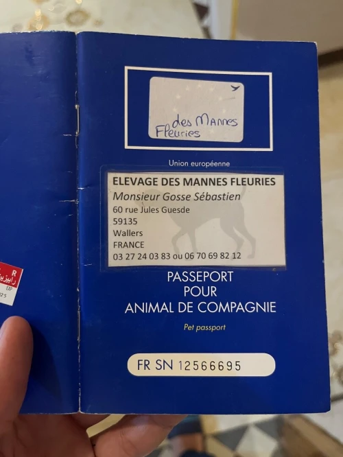 Braque allemand venu de France