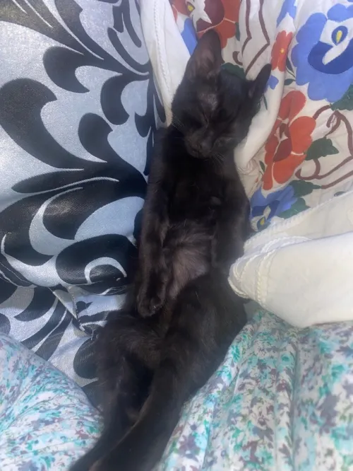A DONNER 2 CHATONS