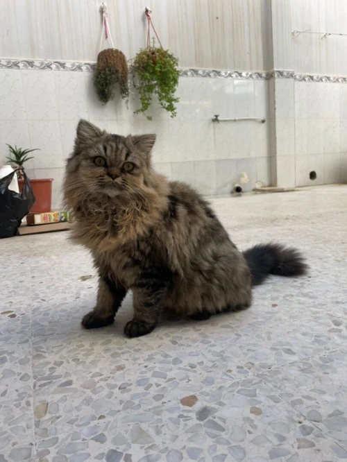 British long hair female 7 mois