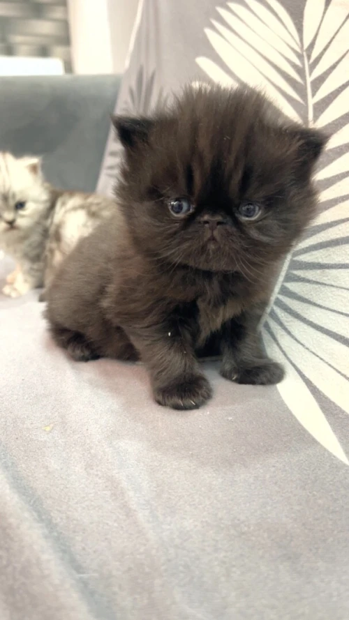 Chatton Persan chinchilla noire (female) et silver (male)