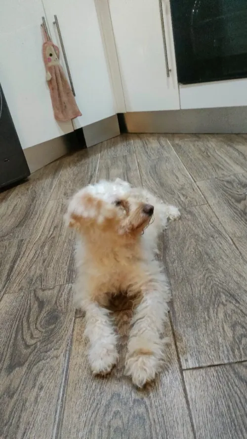 Caniche 