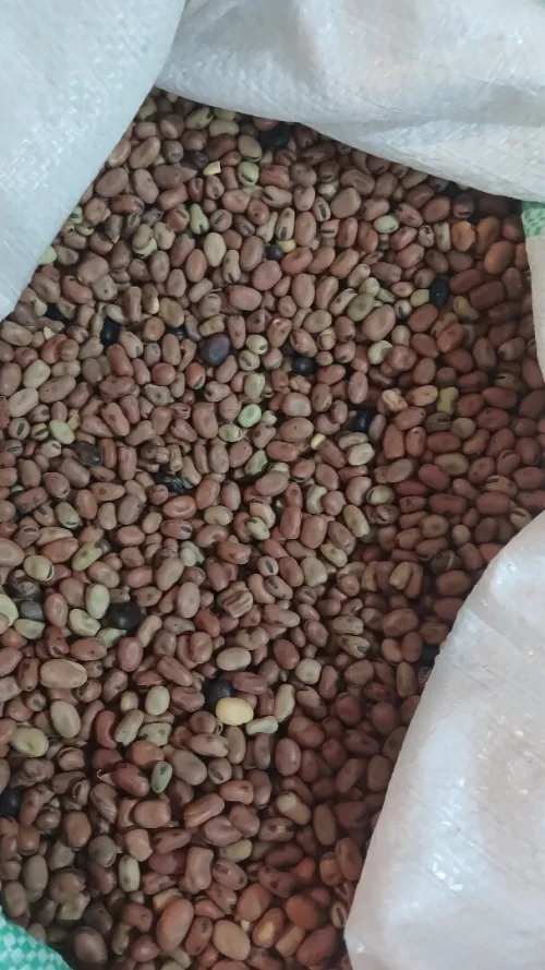 خرطال احمر واسود وفول ماريكان زريعة semence Khourtal khrtal khortal