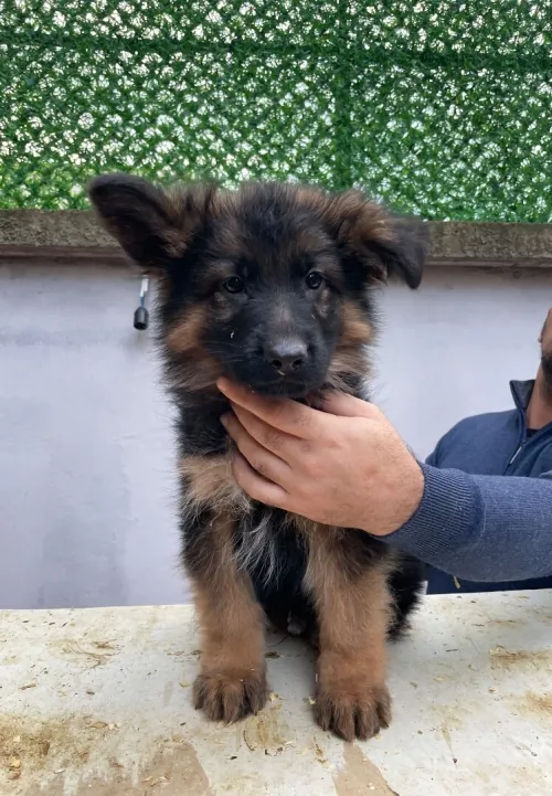 Berger allemand pedigree
