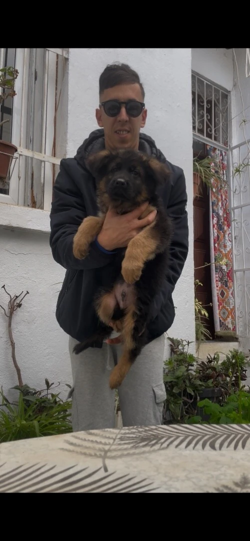 Berger allemand pedigrée