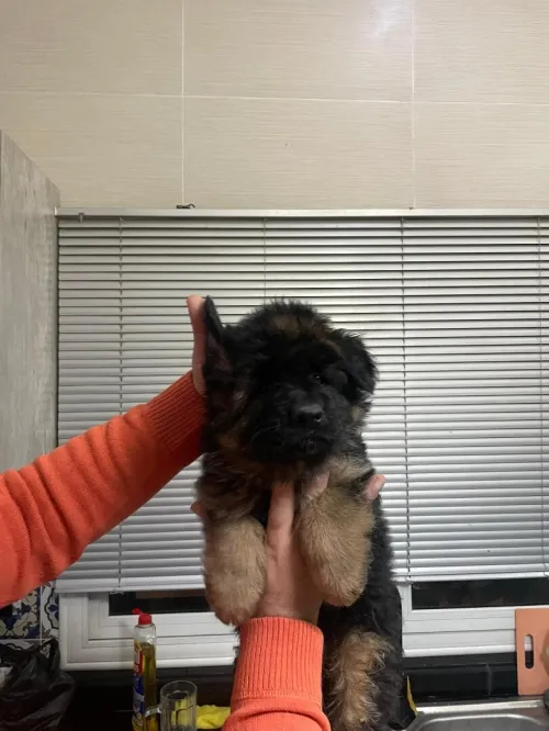 Berger allemand pedigree