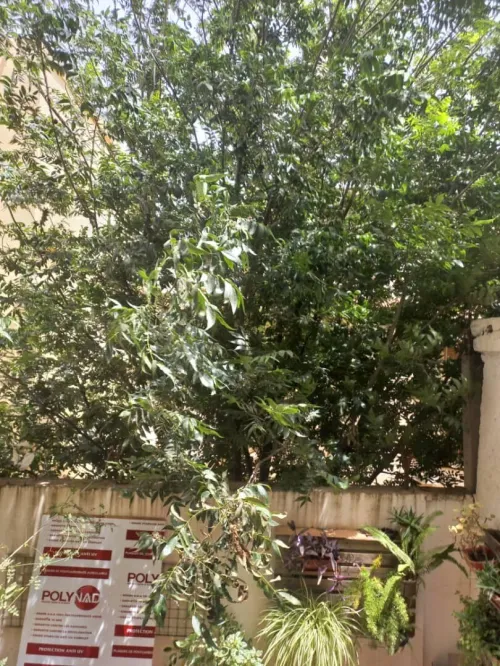 Vente Duplex F3 Alger Draria