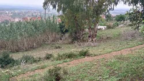 Vente Terrain Blida Ouled selama