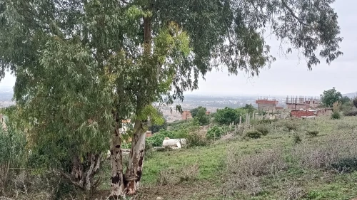 Vente Terrain Blida Ouled selama