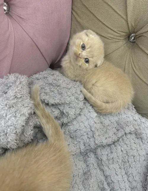 Chat Scottish fold malee