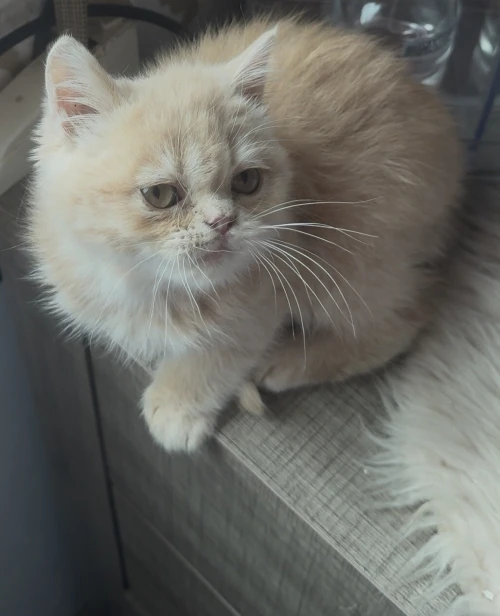 Chat de race