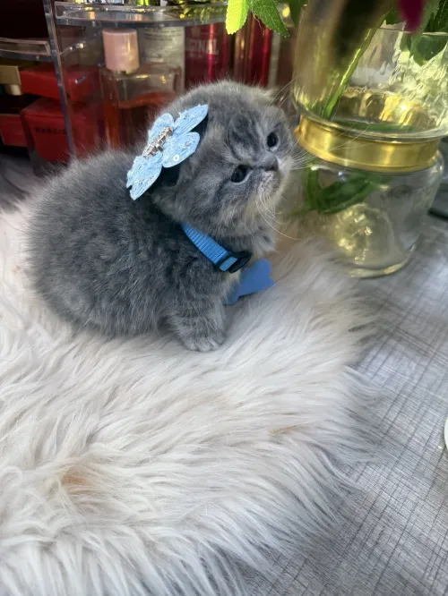 Chat Scottish fold blue silver tabby