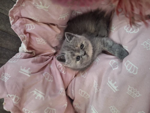 Chat femelle Scottish fold X persan