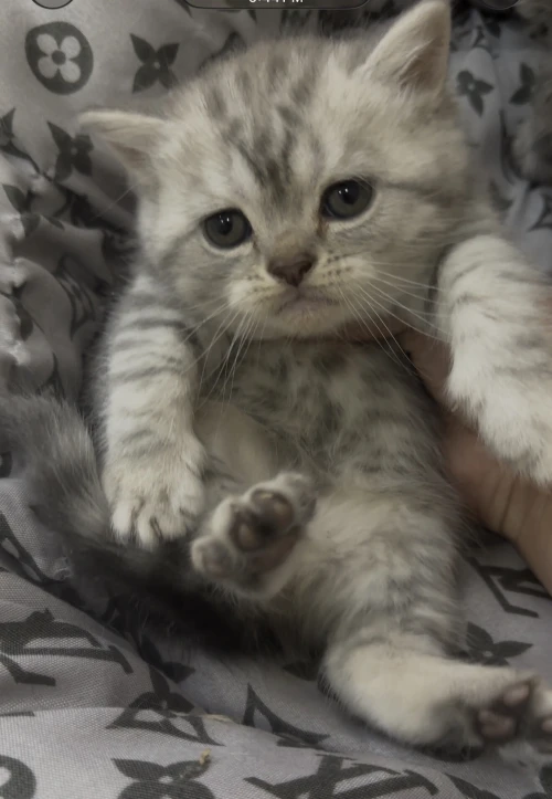 Chat British shorthair silver male