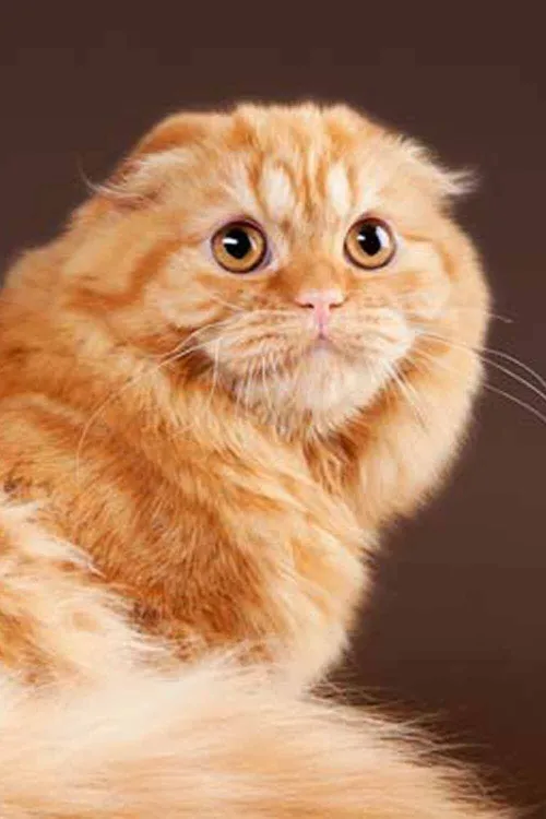 Chat