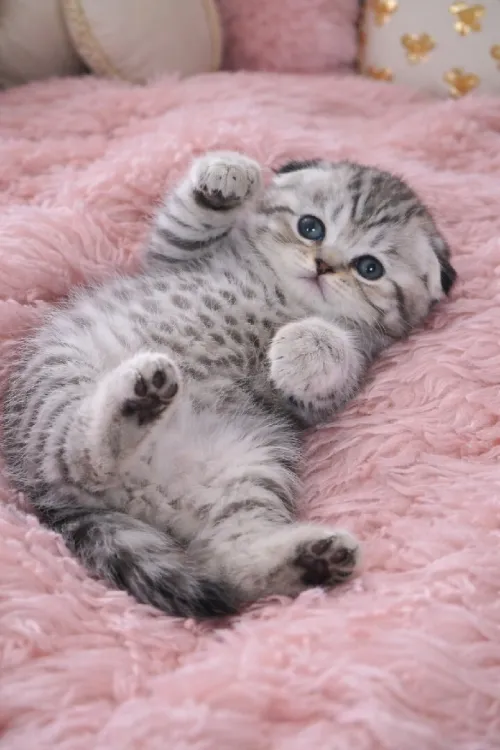 Chat Scottish fold femelle