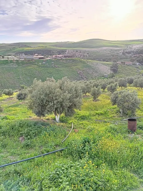 Vente Terrain Agricole Aïn Témouchent Ain kihal