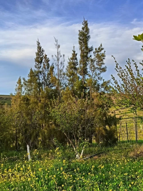 Vente Terrain Agricole Aïn Témouchent Ain kihal