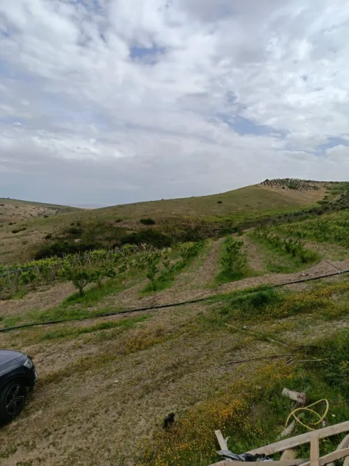 Vente Terrain Agricole Aïn Témouchent Ain kihal