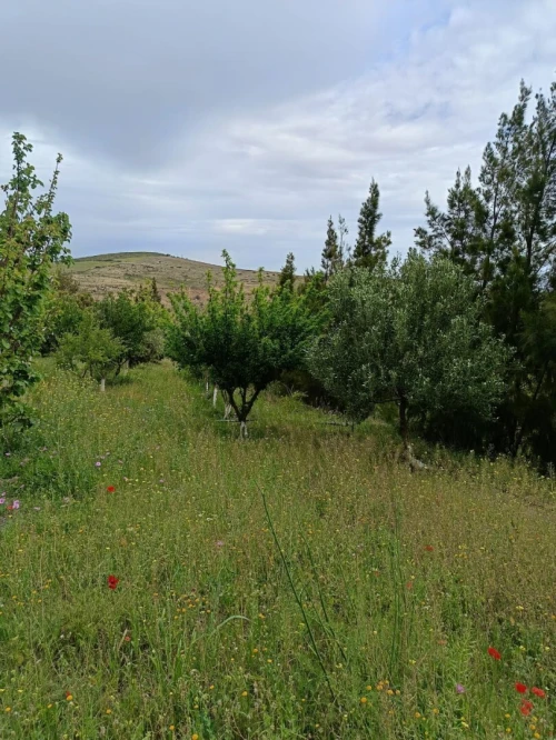 Vente Terrain Agricole Aïn Témouchent Ain kihal