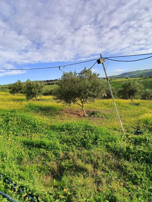 Vente Terrain Agricole Aïn Témouchent Ain kihal