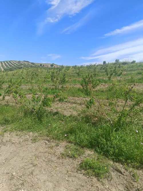 Vente Terrain Agricole Aïn Témouchent Ain kihal