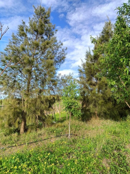 Vente Terrain Agricole Aïn Témouchent Ain kihal