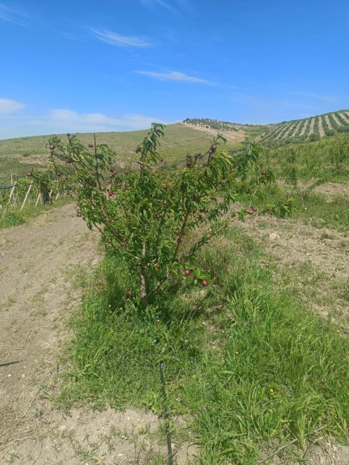 Vente Terrain Agricole Aïn Témouchent Ain kihal