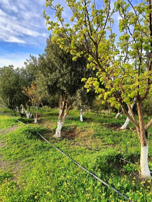 Vente Terrain Agricole Aïn Témouchent Ain kihal