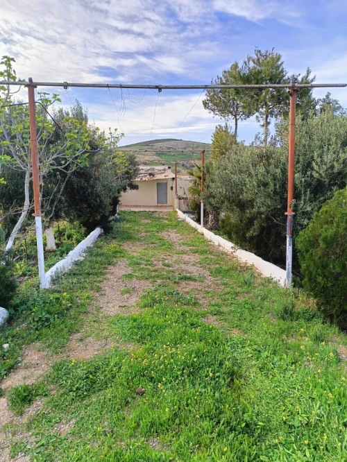Vente Terrain Agricole Aïn Témouchent Ain kihal