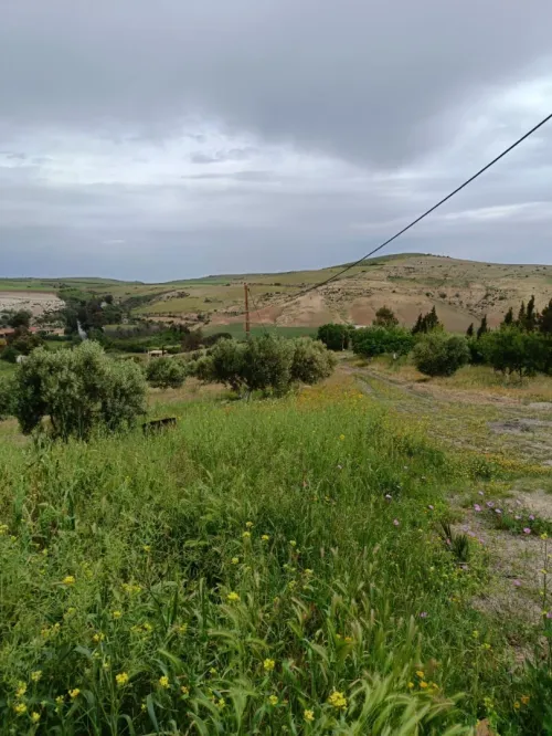Vente Terrain Agricole Aïn Témouchent Ain kihal