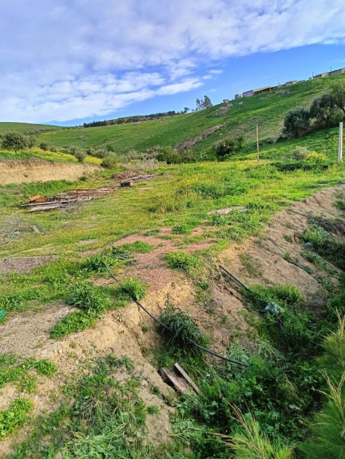 Vente Terrain Agricole Aïn Témouchent Ain kihal