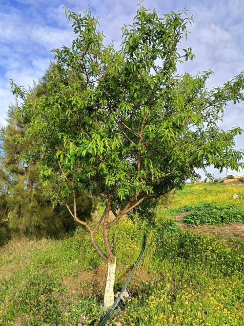 Vente Terrain Agricole Aïn Témouchent Ain kihal