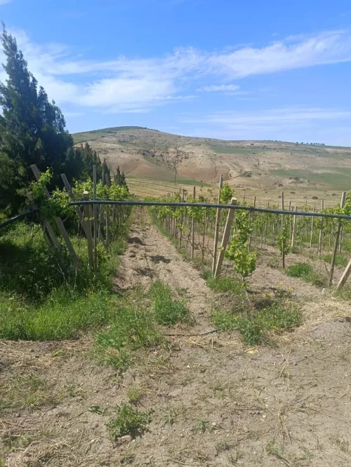 Vente Terrain Agricole Aïn Témouchent Ain kihal