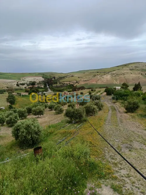 Vente Terrain Agricole Aïn Témouchent Ain kihal