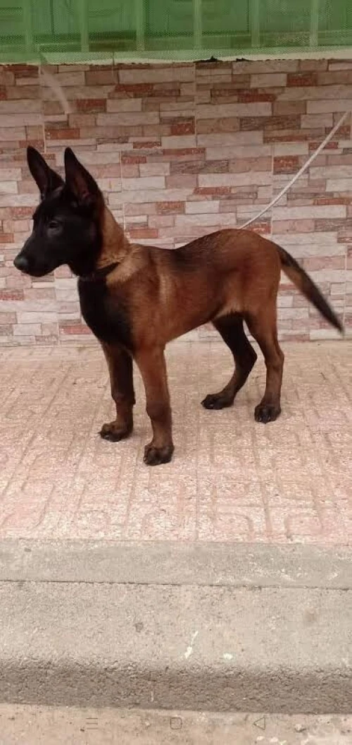 Berger belge malinois